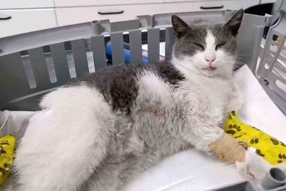 Bolu’da otomobilin çarptığı kedi, tedavi için İstanbul’a sevk edildi