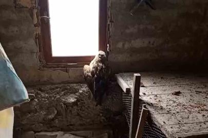 Bolu’da yaralı şahin koruma altına alındı