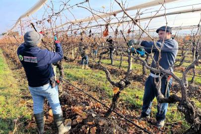 Buldan’ın tescilli üzümlerinin yetiştiği asmalar yeni sezona hazırlanıyor