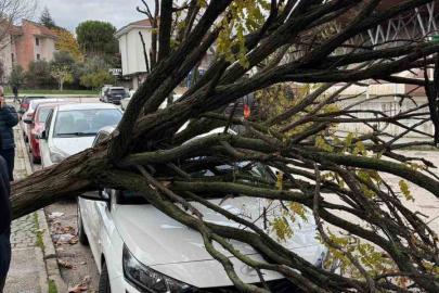 Bursa’da devrilen ağaç korku dolu anlar yaşattı