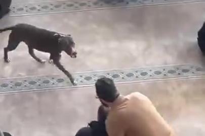 Camiye giren pitbull yakalandı, sahibine işlem yapıldı