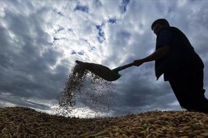 Çiftçilere yaklaşık 1,7 milyar lira tarımsal destekleme ödemesi bugün yapılacak