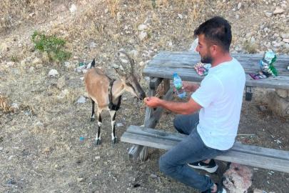 Dağ keçisini elleriyle besledi