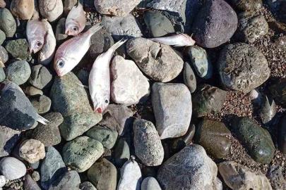 Datça’da çok sayıda ölü balık kıyıya vurdu