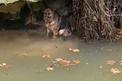Dereye düşen köpek duyarlı vatandaş sayesinde kurtarıldı