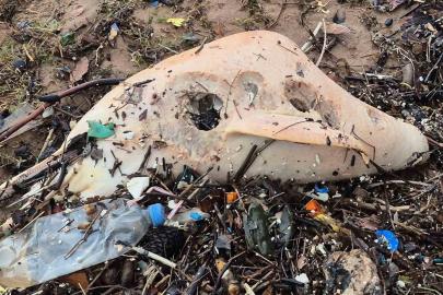 Dev dalgalar, ölü yunus balığının kalıntılarını sahile sürükledi