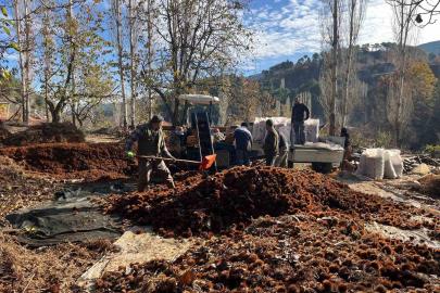 Dikenlerinden kurtulan kestanelerin sofralara yolculuğu başladı