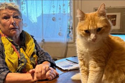 Dünyanın ilk ev hapsi alan kedisi. Sahibi başına tuğla yemiş gibi oldu 