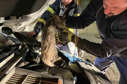 Erzincan’da aracın motor bölmesine sıkışan kediyi itfaiye ekipleri kurtardı
