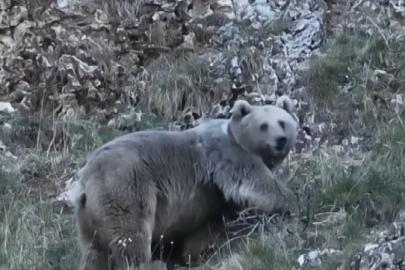 Erzincan’da kış uykusuna hazırlanan iki ayı görüntülendi