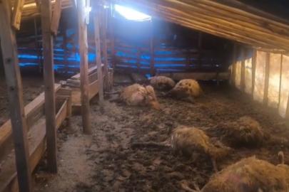 Erzincan’da kurtlar ahıra girdi: 10 koyun telef oldu, 10 koyun yaralandı