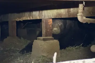 Eve yerleşen ayı, aylardır "çıkmayı reddediyor"