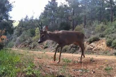Ganos Dağları’nda fotokapan iki karacayı görüntüledi