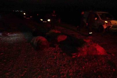 Hafif ticari araç sürüye daldı, 10’dan fazla koyun telef oldu