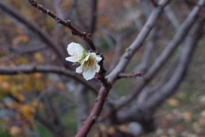 İnatçı erik soğukta çiçek açtı