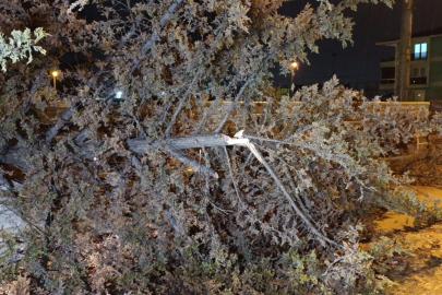 İnegöl’de rüzgarın etkisiyle ağaç devrildi