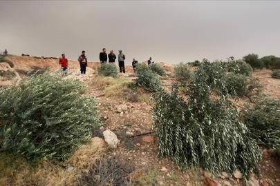 İsrail, Batı Şeria'da bin 608 zeytin ağacını kökünden söktü