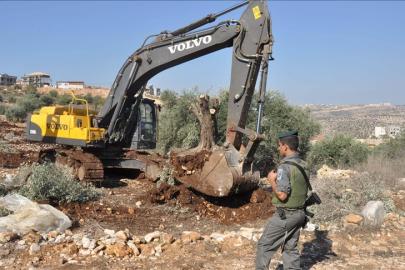 İsrail bir haftada 8 bin ağacı söktü