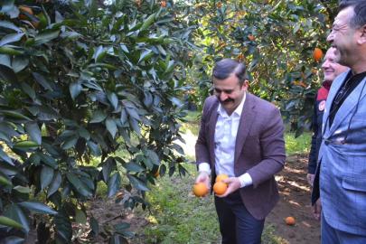 Kaymakam Kumcu, ’Köyceğiz Portakalı’ hasadına katıldı