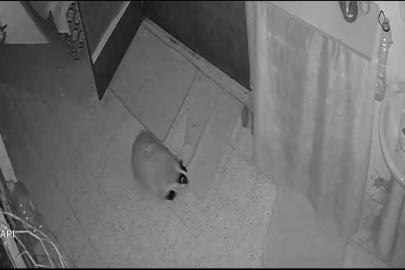 Kedilerinin mamasına dadanan porsuk için evine alarm sistemi kurdu