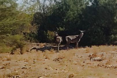 Kızıl geyikler aylar sonra Spil Dağı’nda yeniden görüntülendi