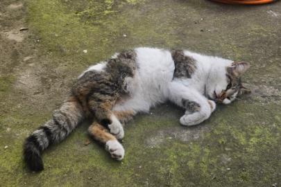 Korkuluğa saplanan kediyi itfaiyeciler kurtardı