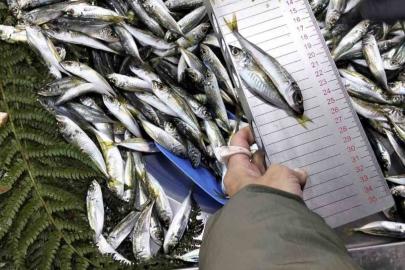 Küçük boy balık satışı yapan iş yerine ceza