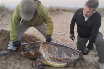 Kuşadası’nda son bir haftada 3 deniz kaplumbağası ölü bulundu