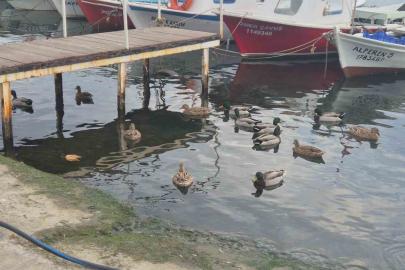 Limanın maskotu ördekler