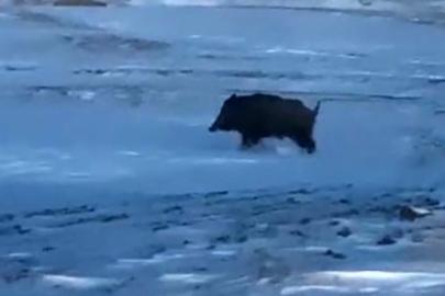 Mahalleye yakın bir noktada domuz görüldü