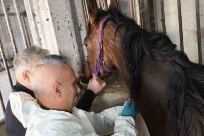 Milyonluk safkan İngiliz atına sağlık taraması