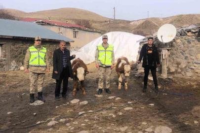 Muş’ta çalınan 2 büyükbaş hayvan bulundu