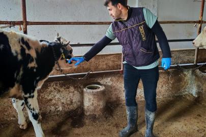 Şap hastalığına karşı aşılama çalışması yapıldı