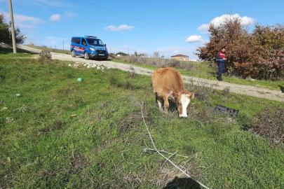 Saray’da kaçak yollarla getirilen 9 büyükbaş hayvan kesime gönderildi