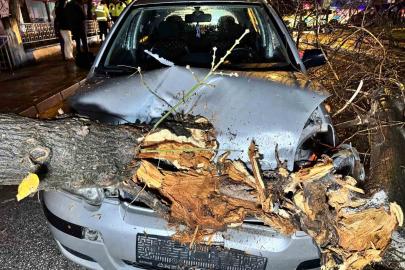 Seyir halindeki otomobilin üzerine ağaç devrildi