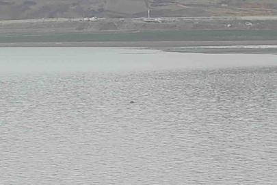 Sıhke Göleti’ne giren inek telef oldu