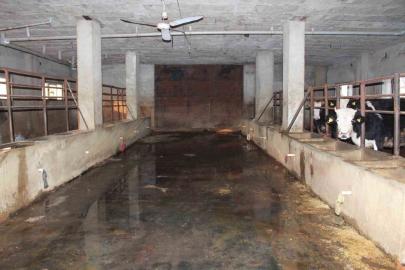 Siirt’te 3 buçuk ayda 54 büyükbaş hayvanı telef olan besicinin zararı 8 milyon lirayı buldu