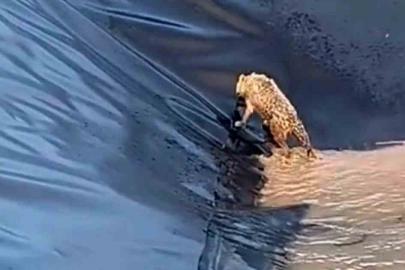 Siirt’te kurt boş havuza düştü