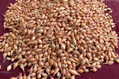 Soğan üreticilerine ‘Dikim zamanı’ uyarısı