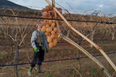 Soğukta budanan bağlardan işçilere tatlı sürpriz