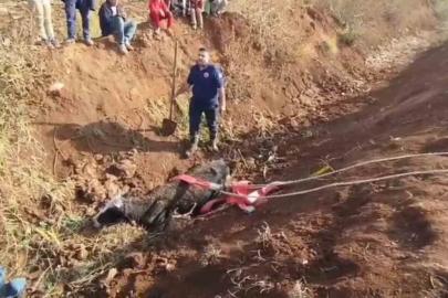 Tahliye kanalına düşen inek kurtarıldı