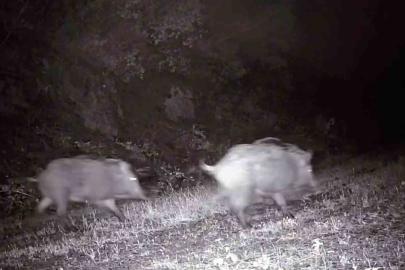 Tekirdağ’da fotokapana domuz sürüsü takıldı