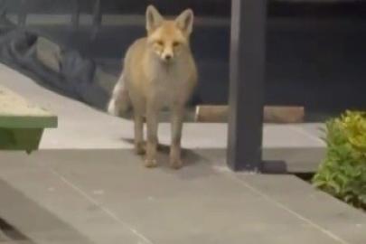 Tilki evin bahçesine girip kedi mamalarını yedi