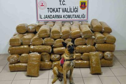 Tokat’ta 485 kilogram kaçak tütün ele geçirildi