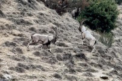 Tunceli’de tekelerin liderlik kavgası kamerada