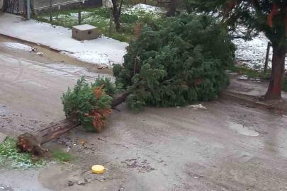Türkeli’de fırtına ağaç devirdi, yol trafiğe kapandı