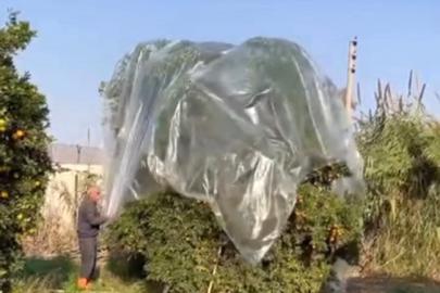 Yağmurda mandalinaya naylonlu koruma