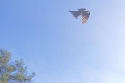 Yaralı atamaca tedavisi ardından yeniden doğal ortamında