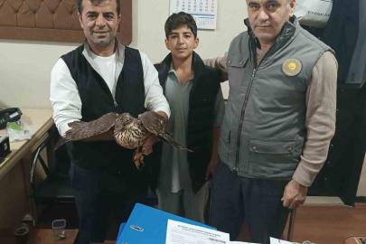 Yaralı şahin tedavi altına alındı