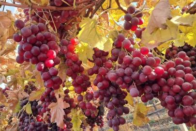Yeni yılın üzümleri depodan değil bağdan